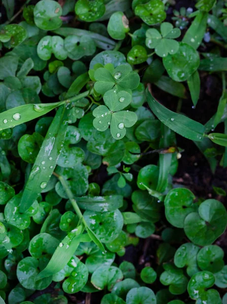 草や地面のカバーに水滴 朝の雨 — ストック写真
