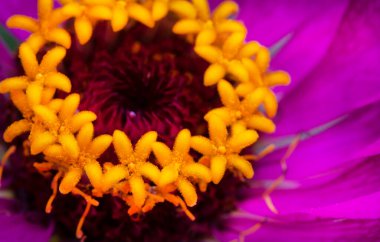 Seçici odak noktası Zinnia çiçeğinin makro görüntüsü