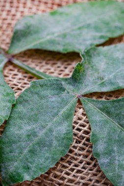 Küf tozu, mantar hastalığı enfekte olmuş yapraklara yakın çekim.