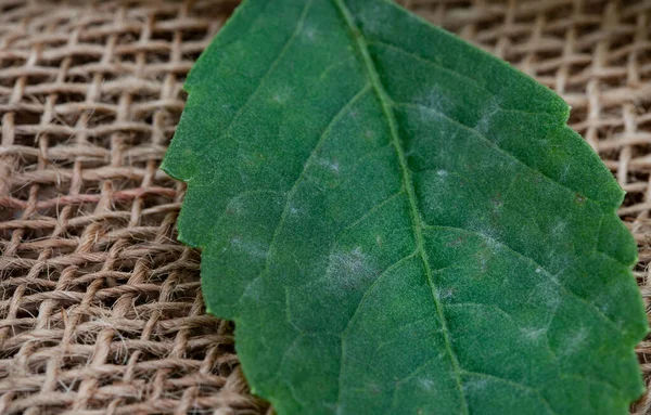 Powdery Mildew Fungal Disease Close Infected Leaves — Fotografia de Stock