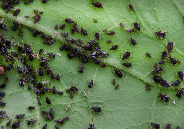 Colony Black Bean Aphid Infestation Underside Leaf — Stock Fotó