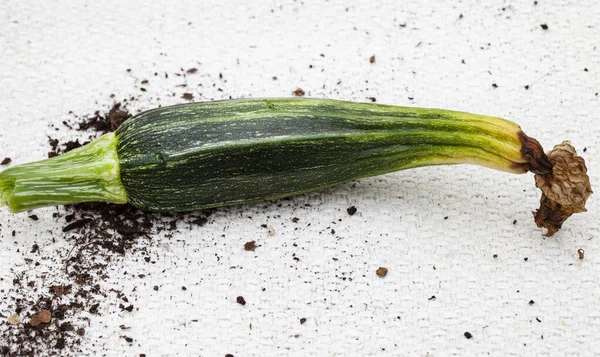 Blossom end rot on zucchini squash