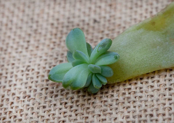 Succulent Leaves Used Propagate New Plants Rustic Burlap Surface — Stockfoto