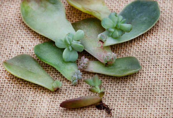 Succulent Leaves Used Propagate New Plants Rustic Burlap Surface — Stockfoto