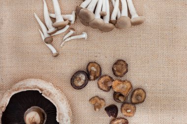 Köy yüzeyindeki mantarların fotokopi alanıyla karışımı