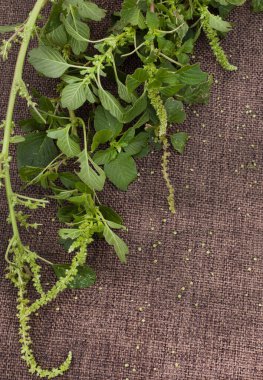 Yeşil amaranth bitkisi kırsal yüzeyde seçici bir odak ile çiçek açıyor.