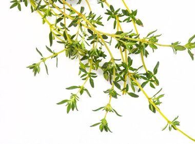 Taze kekik sürüsü beyaz arkaplanda izole edilmiş ve kopyalama alanı olan