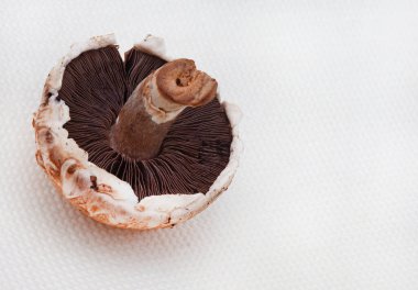 Beyaz arkaplanda fotokopi alanı olan Portobello mantarı