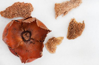 Kurumuş ağaç mantarı ya da orman mantarı beyaz yüzeyde fotokopi alanı ile kurumuş organik madde olarak yatar.