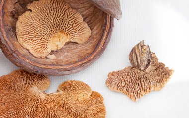 Kurumuş ağaç mantarı ya da orman mantarı ve diğer organik ağaç ve tohumlara yakın plan.