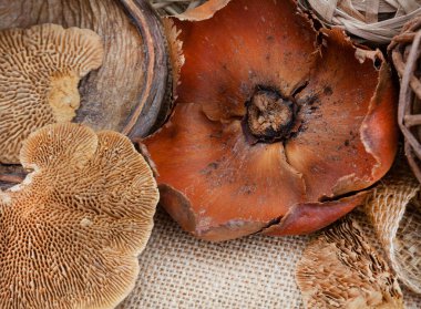 Kurumuş ağaç mantarı ya da orman mantarı ve diğer organik ağaç ve tohumlara yakın plan.