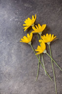 Parlak sarı papatyalar kırsal gri beton arka planda fotokopi alanı ile
