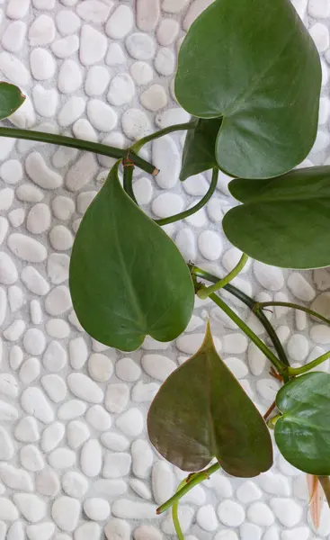 House Plant Leaves White Pebble Surface Copy Space — Fotografia de Stock
