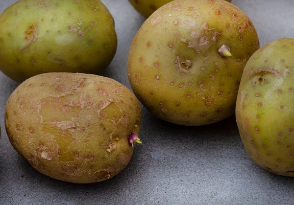 Small Potatoes Going Green Sprouting Result Incorrect Storing — Stockfoto