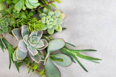 Benekli gri grunge yüzeyinde çoğaltma alanı olan suluların çeşitlendirilmesi