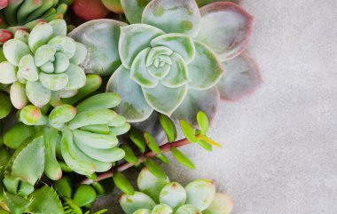 Benekli gri grunge yüzeyinde çoğaltma alanı olan suluların çeşitlendirilmesi