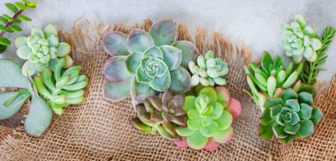 Benekli gri grunge yüzeyinde çoğaltma alanı olan suluların çeşitlendirilmesi