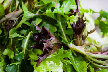 Açık yaprak karışık marulun seçici odak görüntüsü