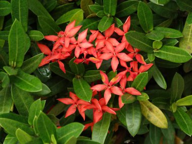 Doğal renkli, çekici, hayat dolu, çiçek açan ve Vietnam 'da yaz çiçeği kokusu alan.