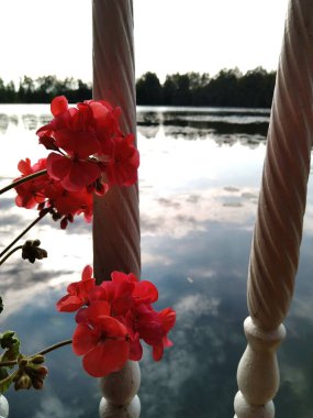Doğal renkli çekici, parlak ve hayat dolu. Çiçek açıyor ve Rusya 'nın göl kenarındaki bahçesinde yaz çiçeğinin kokusunu alıyor.