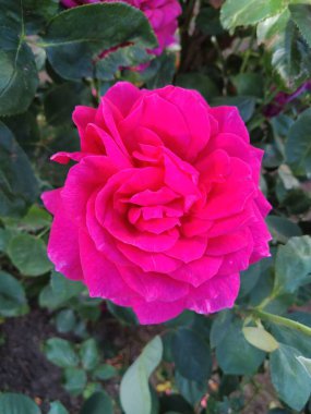 Doğal renkli çekici parlak ve hayat dolu, çiçek açan ve Rus bahçesindeki yaz çiçeğinin kokusunu alan.