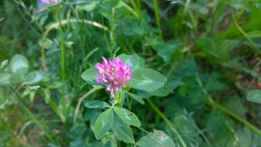 Doğal renkli çekici, parlak ve hayat dolu. Çiçek açıyor ve Rus tarlasında yaz çiçeği kokuyor.