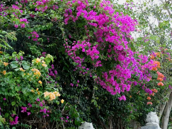 Natural Colorido Atraente Brilhante Cheio Vida Flor Cheiro Sol Verão — Fotografia de Stock