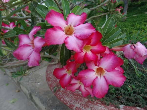 在越南 自然五彩缤纷 色彩艳丽 生机盎然 盛开芬芳 夏日艳丽芬芳 — 图库照片