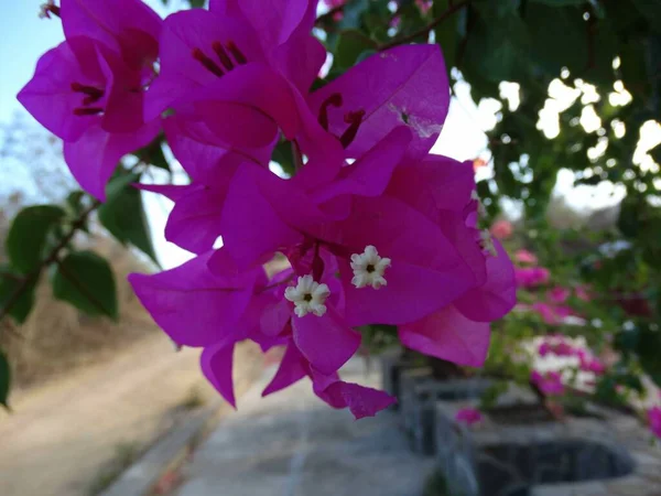 Природний Колір Привабливий Повний Життя Цвіт Запах Сонячної Літньої Квітки — стокове фото