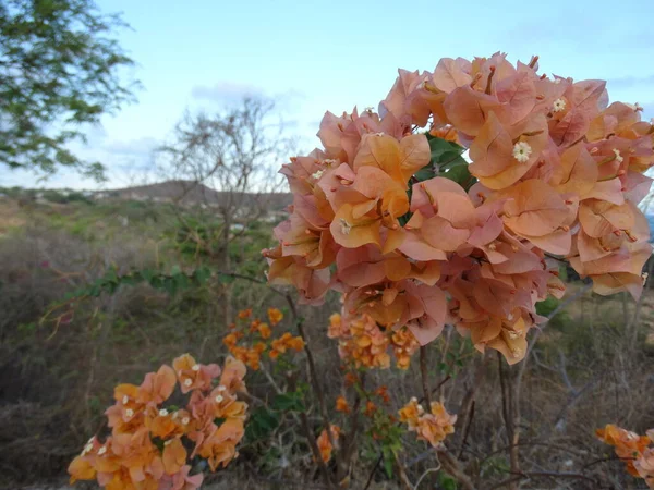 Натуральный Привлекательный Яркий Полный Жизни Сом Запах Солнечного Летнего Цветка — стоковое фото
