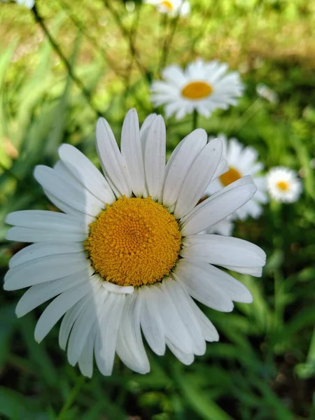 Natural Colorido Atraente Brilhante Cheio Vida Flor Cheiro Sol Verão — Fotografia de Stock