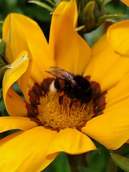 Natural Colorido Atraente Brilhante Cheio Vida Flor Cheiro Sol Verão — Fotografia de Stock