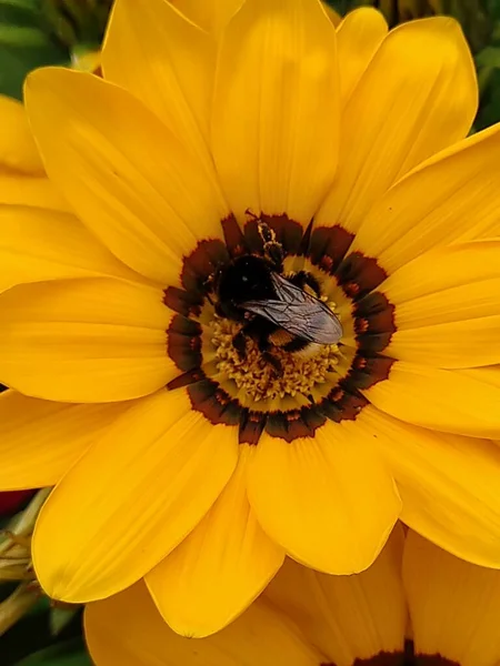 ロシアの庭でバンブルビーと自然カラフルな魅力的な明るく人生 花や香りの夏の花 — ストック写真