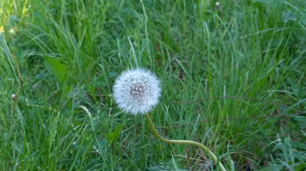 Doğal renkli, çekici, parlak, hayat dolu, çiçek açan ve yaz çiçeğinin kokusunu alan Rus otunda beyaz karahindiba.