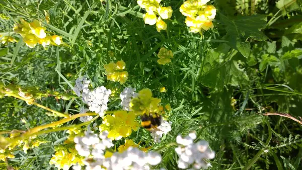 Naturel Coloré Attrayant Lumineux Plein Vie Fleur Odeur Soleil Fleur — Photo