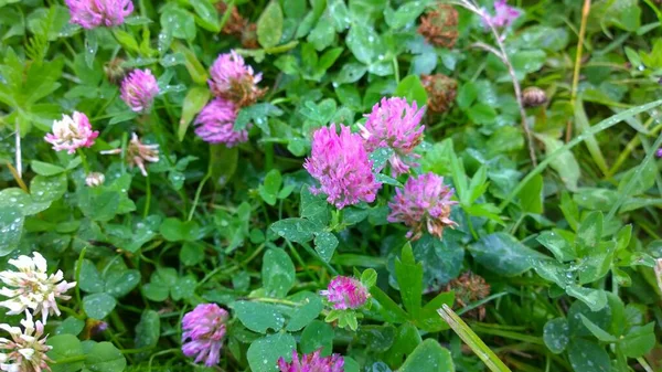 Naturel Coloré Attrayant Lumineux Plein Vie Fleur Odeur Soleil Fleur — Photo