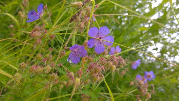 Naturel Coloré Attrayant Lumineux Plein Vie Fleur Odeur Soleil Fleur — Photo