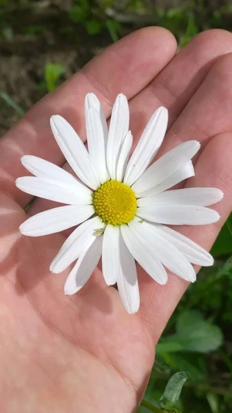 Naturalne Kolorowe Atrakcyjne Jasne Pełne Życia Kwiat Zapach Słoneczny Letni — Zdjęcie stockowe