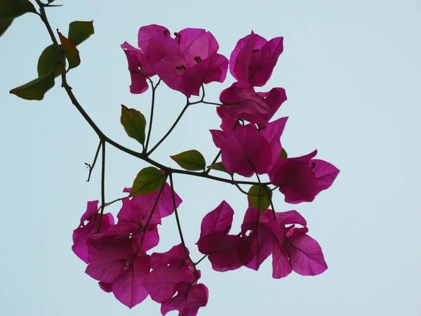Натуральный Привлекательный Яркий Полный Жизни Сом Запах Солнечного Летнего Цветка — стоковое фото