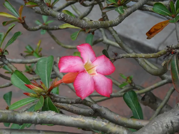 Naturel Coloré Attrayant Lumineux Plein Vie Fleur Odeur Soleil Fleur — Photo