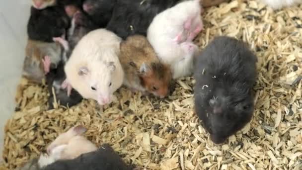 Bunte syrische Hamster. Viele kleine lustige Dschungelhamster im Käfig auf Sägemehl. Flauschige und niedliche Dzhungar-Ratten in der Zoohandlung — Stockvideo