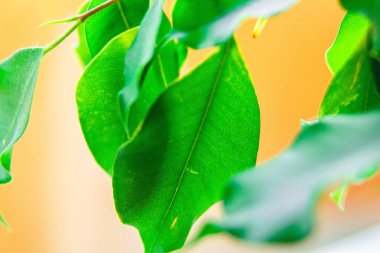 Farklı yüzeylerin arka planında su damlacıklarıyla kaplı bitkinin yaprakları