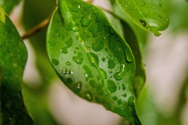 Farklı yüzeylerin arka planında su damlacıklarıyla kaplı bitkinin yaprakları