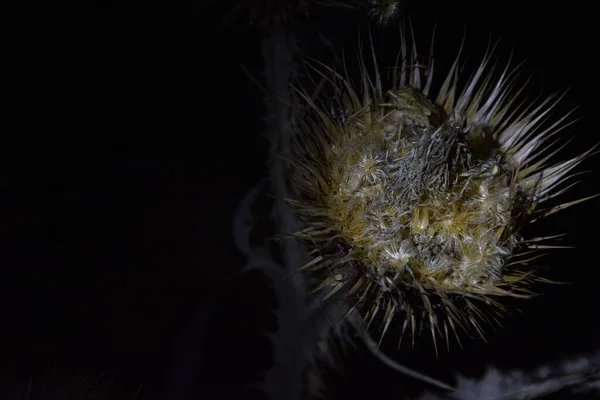 Solmuş ve hafifçe dikenli bir çiçeğin gece dünyası.,