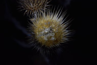Solmuş ve hafifçe dikenli bir çiçeğin gece dünyası.