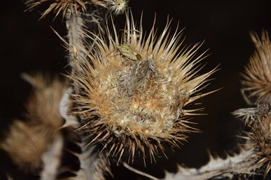 Solmuş ve hafifçe dikenli bir çiçeğin gece ve gizemli dünyası.