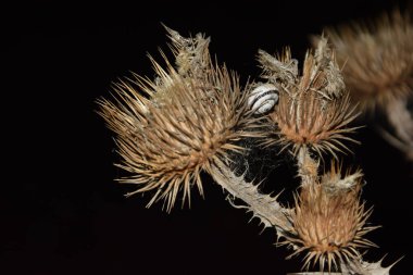 Solmuş ve hafifçe dikenli bir çiçeğin gece dünyası.