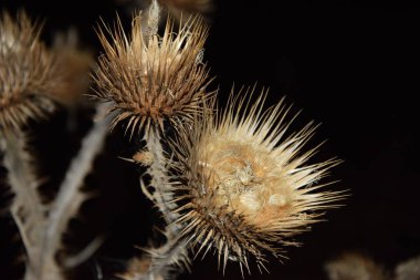 Solmuş ve hafifçe dikenli bir çiçeğin gece dünyası.