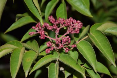 Gece, doğa, sessizlik, bitki, güzellik, çiçek, dut, kırmızı