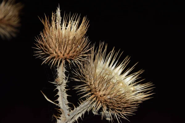 Solmuş ve hafifçe dikenli bir çiçeğin gece dünyası.